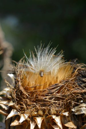 Foto de Cabeza de semilla de cardo alcachofa - Nombre latino - Cynara cardunculus - Imagen libre de derechos