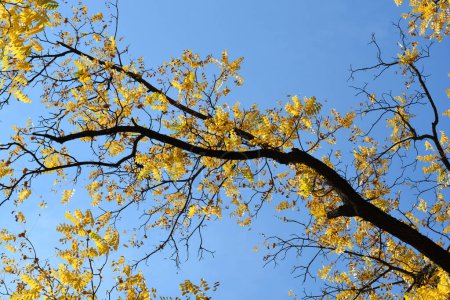 Östliche schwarze Walnusszweige mit gelben Blättern im Herbst - lateinischer Name - Juglans nigra