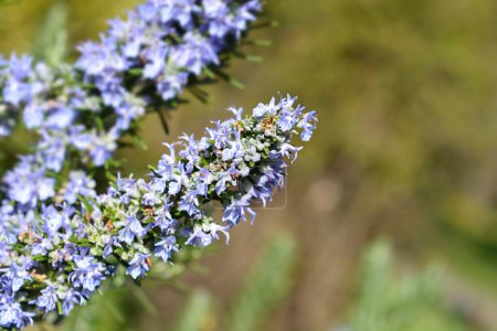 Téléchargez les photos : Fleurs bleu romarin - Nom latin - Rosmarinus officinalis - en image libre de droit