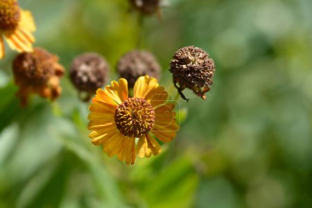 Photo for Sneezeweed Red and Gold Hybrids flower and seed head  - Latin name - Helenium autuminale Red and Gold Hybrids - Royalty Free Image