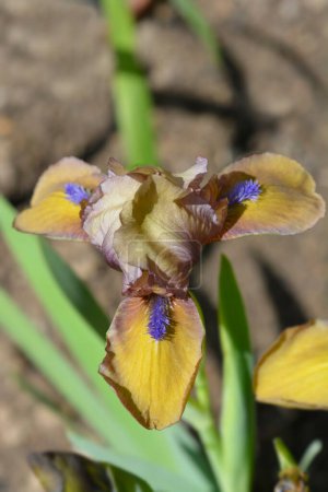 Téléchargez les photos : Standard Dwarf Bearded Iris Gingerbread Man flower - Latin name - Iris Gingerbread Man - en image libre de droit