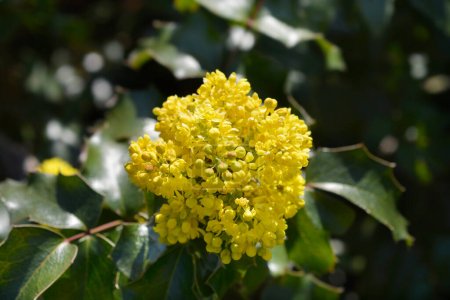 Téléchargez les photos : Oregon grape yellow flowers - Latin name - Berberis aquifolium - en image libre de droit
