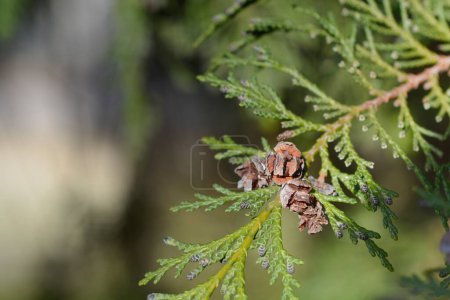 Téléchargez les photos : False cypress branch with seed cones - Latin name - Chamaecyparis lawsoniana - en image libre de droit