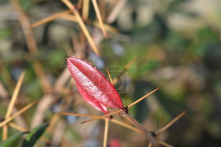 Téléchargez les photos : Wintergreen barberry branch with red leaf - Latin name - Berberis julianae - en image libre de droit