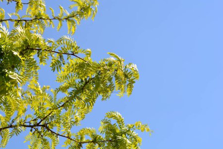 Téléchargez les photos : Brindilles de sauterelles sans épines contre le ciel bleu - Nom latin - Gleditsia triacanthos f. inermis - en image libre de droit