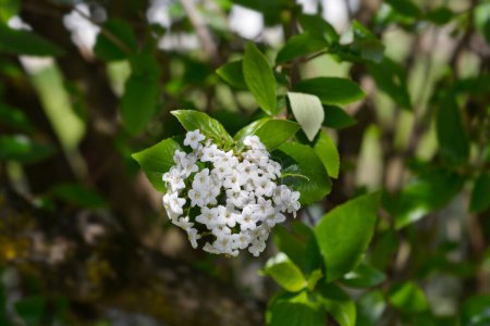 Koreanisches Gewürz viburnum weiße Blüten - lateinischer Name - Viburnum carlesii