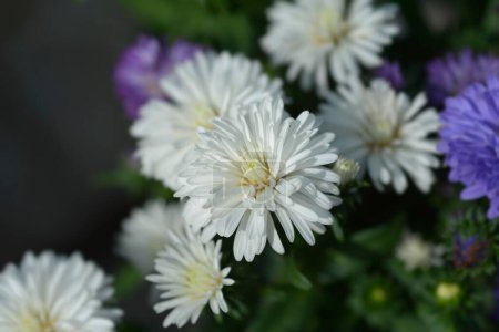 Téléchargez les photos : New York aster Victoria Diana white flowers- Latin name - Symphyotrichum novi-belgii Victoria Diana - en image libre de droit