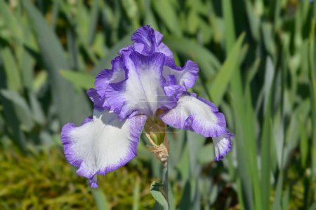 Téléchargez les photos : Tall bearded iris Space Odyssey flower - Latin name - Iris barbata elatior Space Odyssey - en image libre de droit