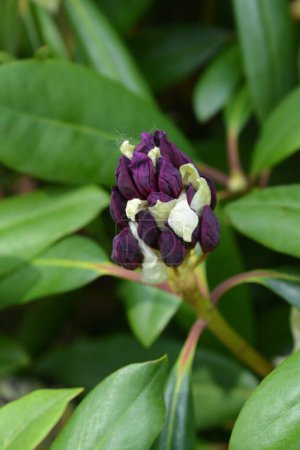 Rhododendron Marcel Menard bourgeon floral - Nom latin - Rhododendron Marcel Menard