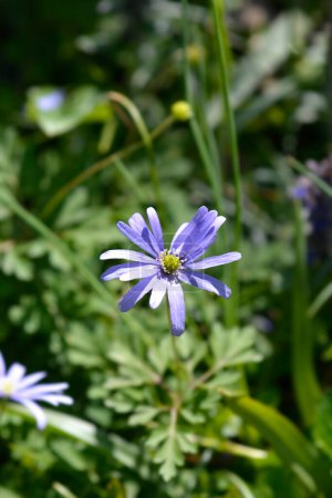 Photo for Apennine anemone blue flower - Latin name - Anemone apennina - Royalty Free Image