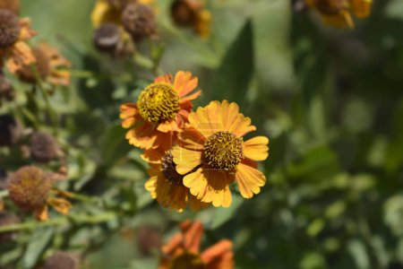 Photo for Sneezeweed Red and Gold Hybrids flowers - Latin name - Helenium autuminale Red and Gold Hybrids - Royalty Free Image