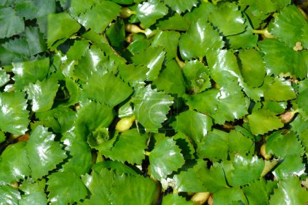 Foto de Water chestnut leaves - Latin name - Trapa natans - Imagen libre de derechos