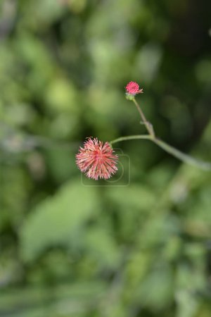 Tasselflower flower and bud - Latin name - Emilia fosbergii