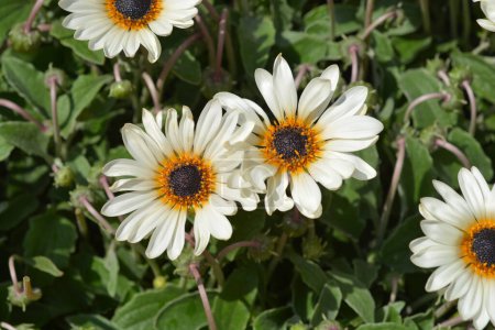 Photo for Cream African Daisy flowers - Latin name - Arctotis stoechadifolia - Royalty Free Image