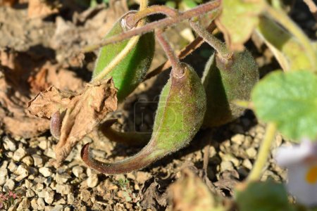 Téléchargez les photos : Diables communs fruits de griffe - Nom latin - Proboscidea louisianica - en image libre de droit