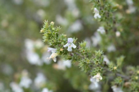 Foto de Mountain savory small flowers - Latin name - Satureja montana - Imagen libre de derechos