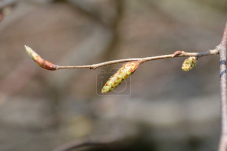 Foto de European hop hornbeam branch with flower buds - Latin name - Ostrya carpinifolia - Imagen libre de derechos