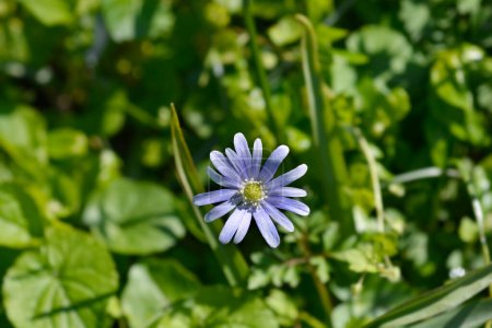Photo for Apennine anemone blue flower - Latin name - Anemone apennina - Royalty Free Image
