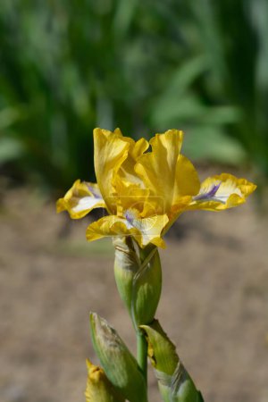 Téléchargez les photos : Fleur d'Iris Stinger barbu nain standard - Nom latin - Iris Stinger - en image libre de droit