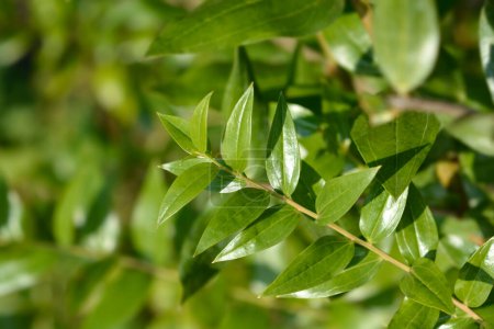 Téléchargez les photos : English redoul branch with green leaves - Latin name - Coriaria myrtifolia - en image libre de droit