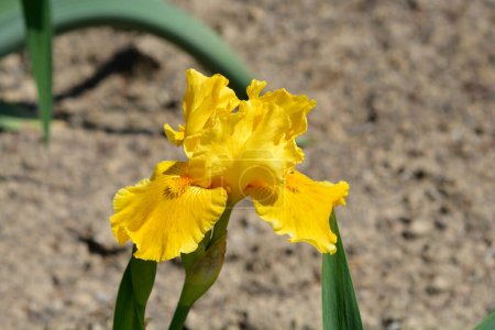 Téléchargez les photos : Standard Barbe naine Iris Orange Caper flower - Nom latin - Iris Orange Caper - en image libre de droit