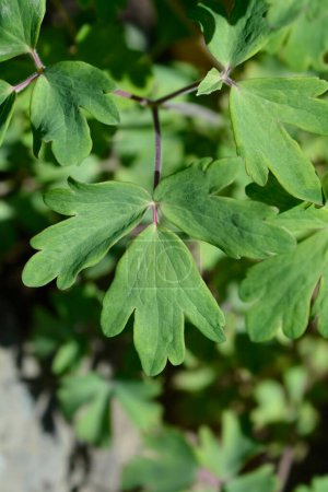 Photo for Common columbine leaves - Latin name - Aquilegia vulgaris - Royalty Free Image