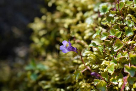 Foto de Kenilworth Ivy small flower - Latin name - Cymbalaria muralis - Imagen libre de derechos