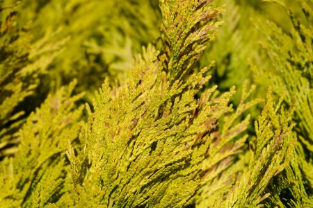 Photo for Western Red Cedar 4Ever Goldy branches - Latin name - Thuja plicata 4Ever Goldy - Royalty Free Image