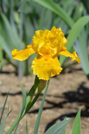 Téléchargez les photos : Standard Barbe naine Iris Orange Caper flower - Nom latin - Iris Orange Caper - en image libre de droit