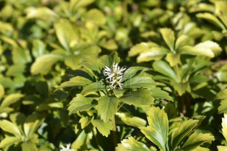 Téléchargez les photos : Fleur de pachysandra japonaise - Nom latin - Pachysandra terminalis - en image libre de droit