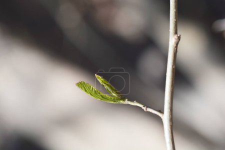 Photo for Persian ironwood branch with new leaves - Latin name - Parrotia persica - Royalty Free Image