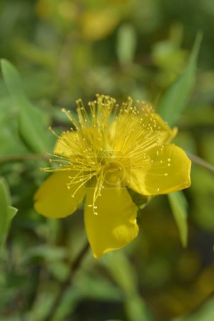 Photo for Aarons beard flower - Latin name - Hypericum calycinum - Royalty Free Image