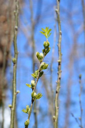 Téléchargez les photos : Branche d'arbuste de pois de Sibérie avec bourgeons foliaires - Nom latin - Caragana arborescens - en image libre de droit