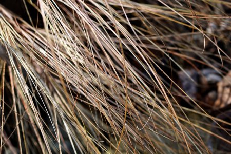 Photo for Bronze New Zealand hair sedge - Latin name - Carex comans Bronze Form - Royalty Free Image