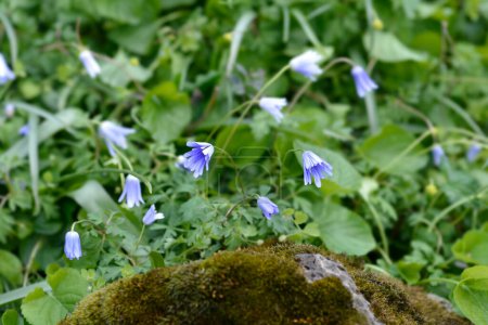 Photo for Apennine anemone blue flowers - Latin name - Anemone apennina - Royalty Free Image
