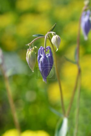 Photo for Common columbine flower buds - Latin name - Aquilegia vulgaris - Royalty Free Image