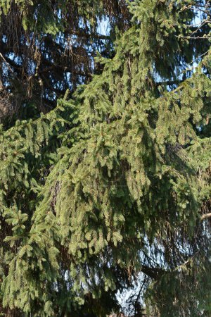 Téléchargez les photos : Branches d'épinette de Norvège - nom latin - Picea abies - en image libre de droit