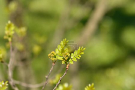 Japanischer Pfefferbaumzweig mit Blättern und Blüten - lateinischer Name - Zanthoxylum piperitum