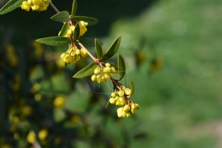 Photo for Wintergreen barberry branch with flowers - Latin name - Berberis julianae - Royalty Free Image