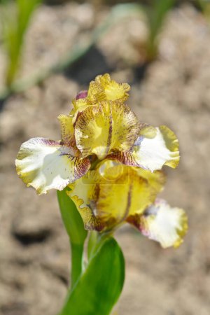 Téléchargez les photos : Iris barbu nain standard Look inside flower - Nom latin - Iris Look inside - en image libre de droit