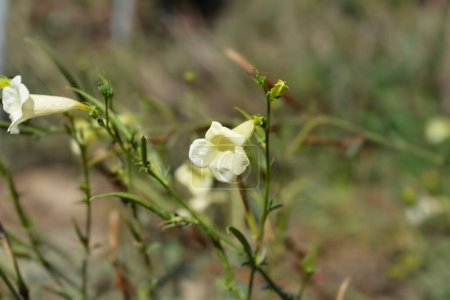 Foto de Przewalskis gloxinia white flowers - Latin name - Incarvillea sinensis var. przewalskii - Imagen libre de derechos