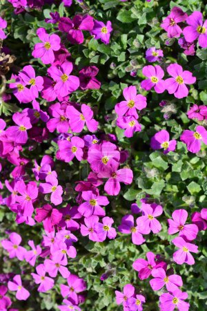 Aubrietia Audry Red flowers - Latin name - Aubrieta Audry Red