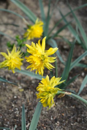 Photo for Double Daffodil Rip van Winkle flowers - Latin name - Narcissus Rip van Winkle - Royalty Free Image