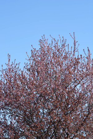Foto de Ramas de ciruelos de hoja púrpura con flores contra el cielo azul - Nombre latino - Prunus cerasifera Pissardii - Imagen libre de derechos
