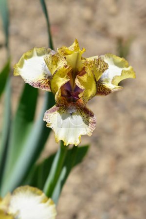 Téléchargez les photos : Iris barbu nain standard Look inside flower - Nom latin - Iris Look inside - en image libre de droit
