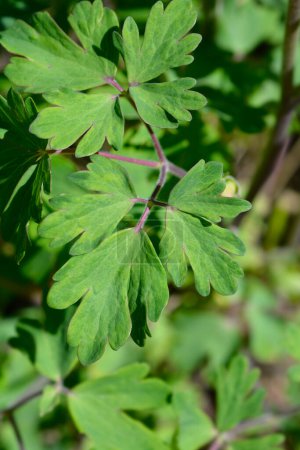Photo for Common columbine leaves - Latin name - Aquilegia vulgaris - Royalty Free Image