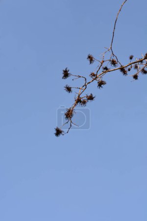 Foto de Rama de avellana turca con fruta y brotes contra el cielo azul - Nombre latino - Corylus colurna - Imagen libre de derechos