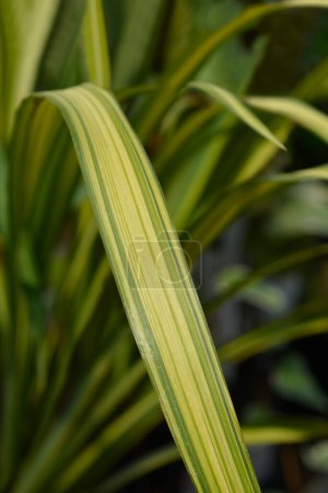 New Zealand flax leaf detail - Latin name - Phormium tenax
