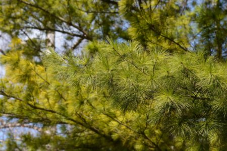 Foto de Rama de pino blanco oriental - Nombre latino - Pinus strobus - Imagen libre de derechos