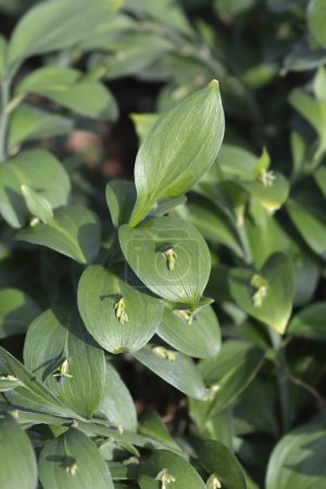Spineless butchers broom leaves and small flowers - Latin name - Ruscus hypoglossum